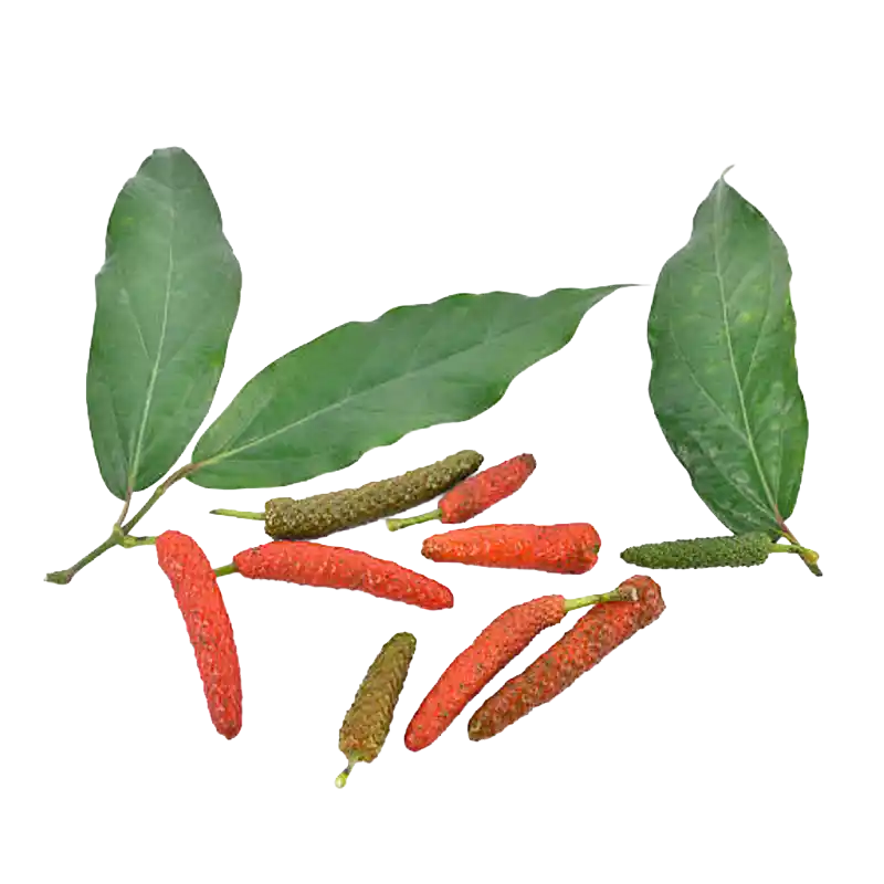 Long Pepper (Pippali)
