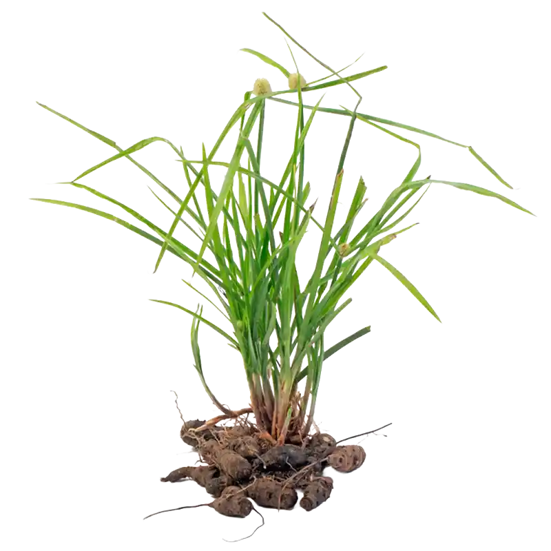 Nut Grass (Musta / Nagarmotha)