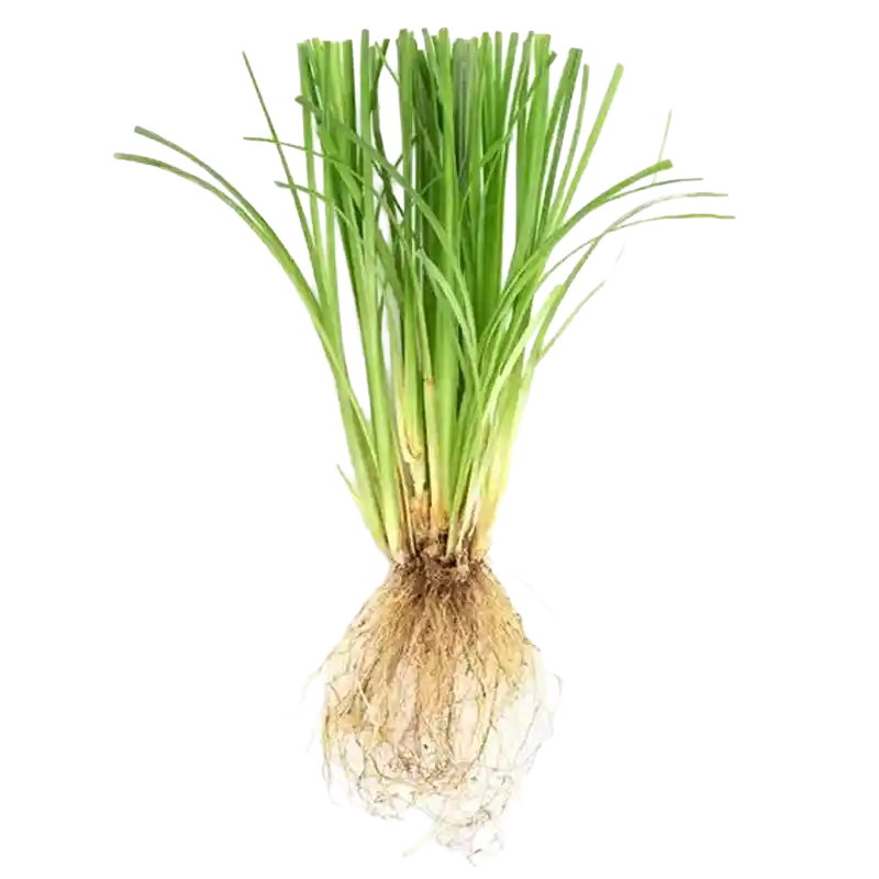 Vetiver (Khus)
