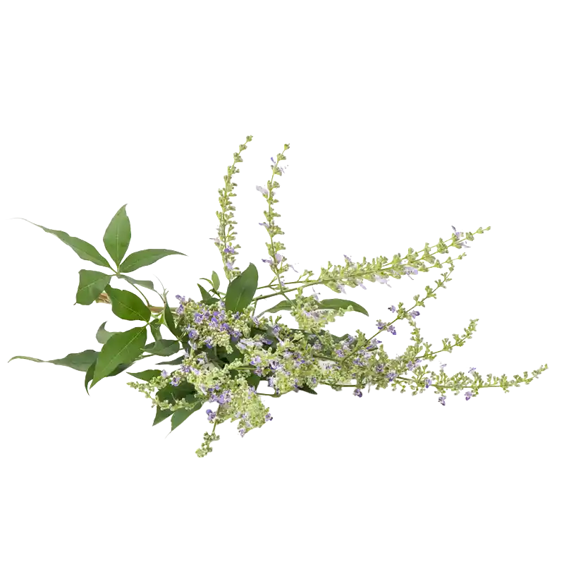 Nirgundi (Five-leaved Chaste Tree)