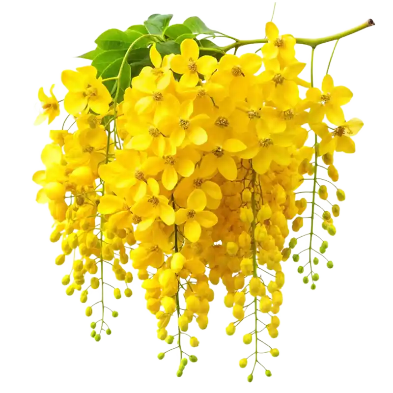 Golden Shower (Amaltas / Aragvadha)