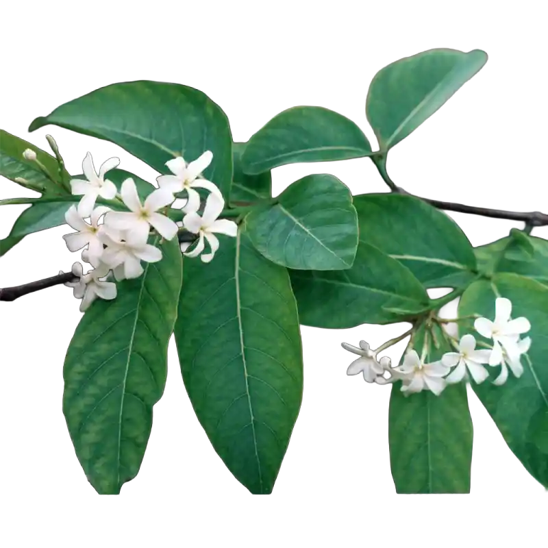Kurchi (Kutaja)