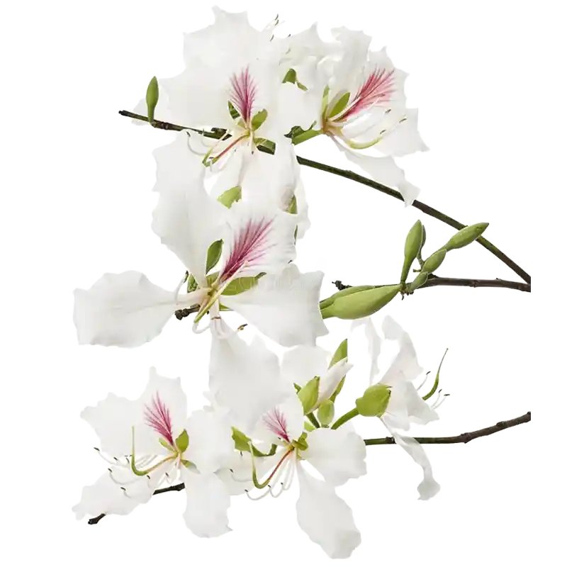 Orchid Tree (Kanchanar)