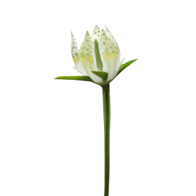 Chirata (Chirayita)
