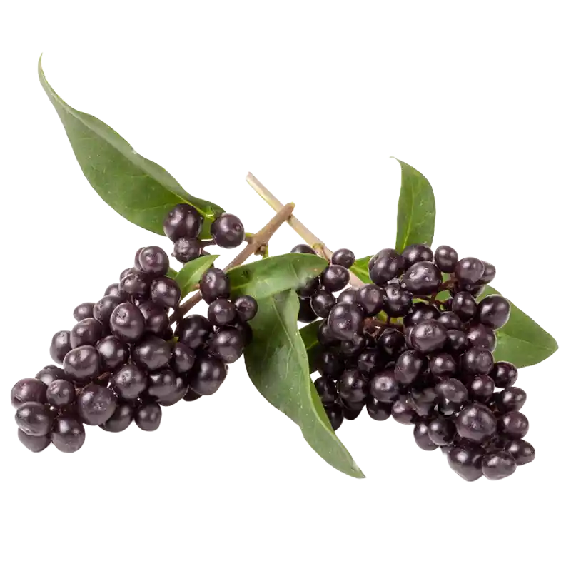 False Black Pepper (Vidanga)