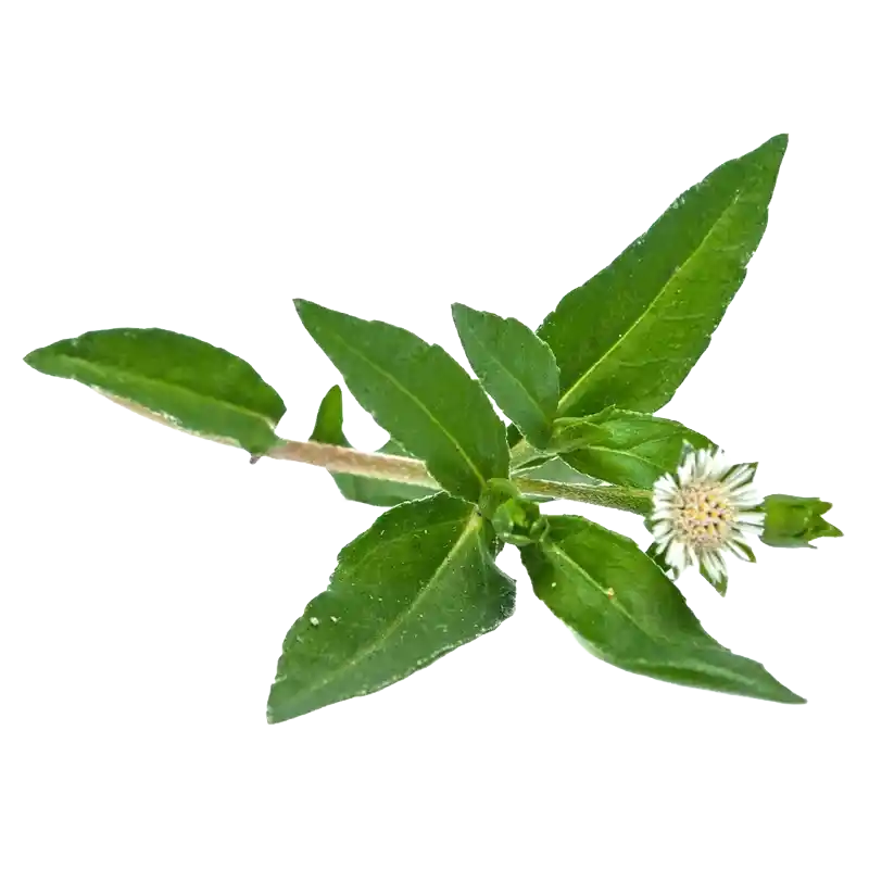 False Daisy (Bhringaraj)