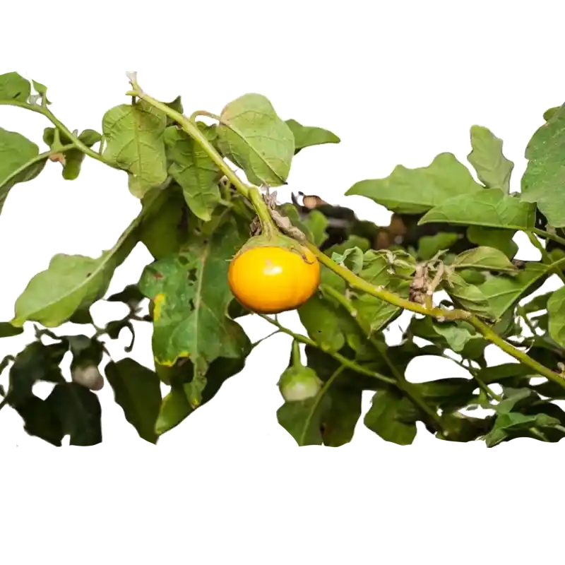 Indian Nightshade (Brihati)