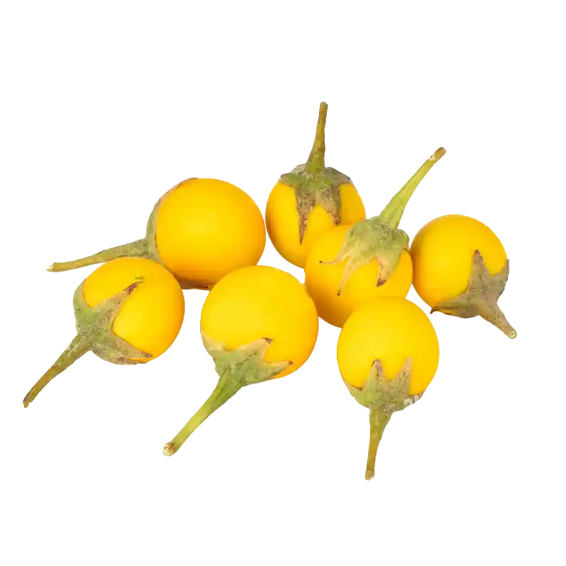 Yellow-berried Nightshade (Kantakari)