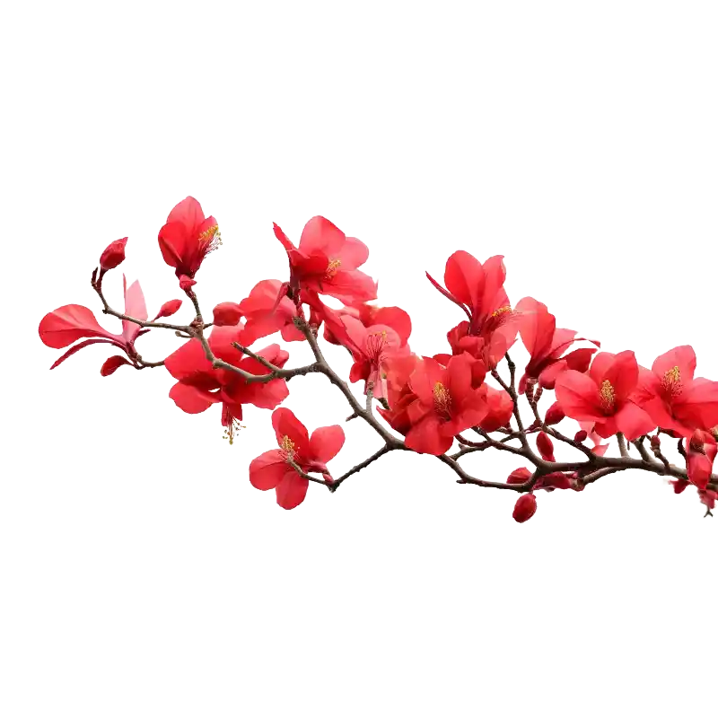 Silk Cotton Tree (Shalmali)