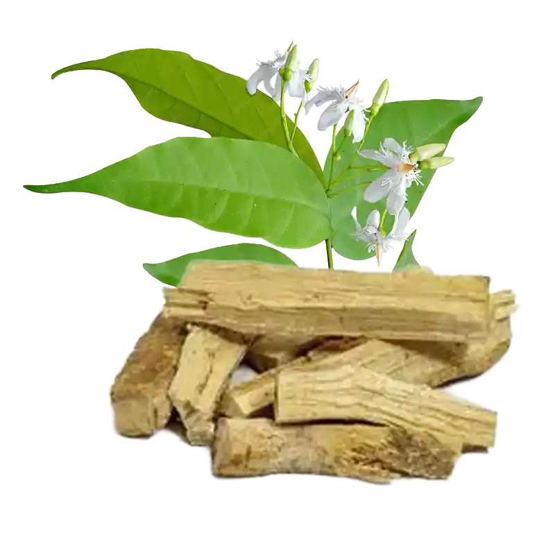 Sweet Indrajao (Kutaja-related)