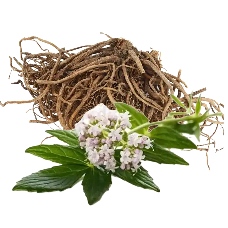 Indian Valerian (Tagara)