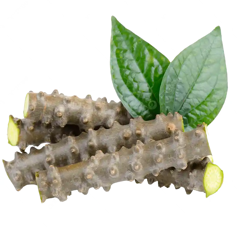 Chinese Tinospora (Guduchi sp.)