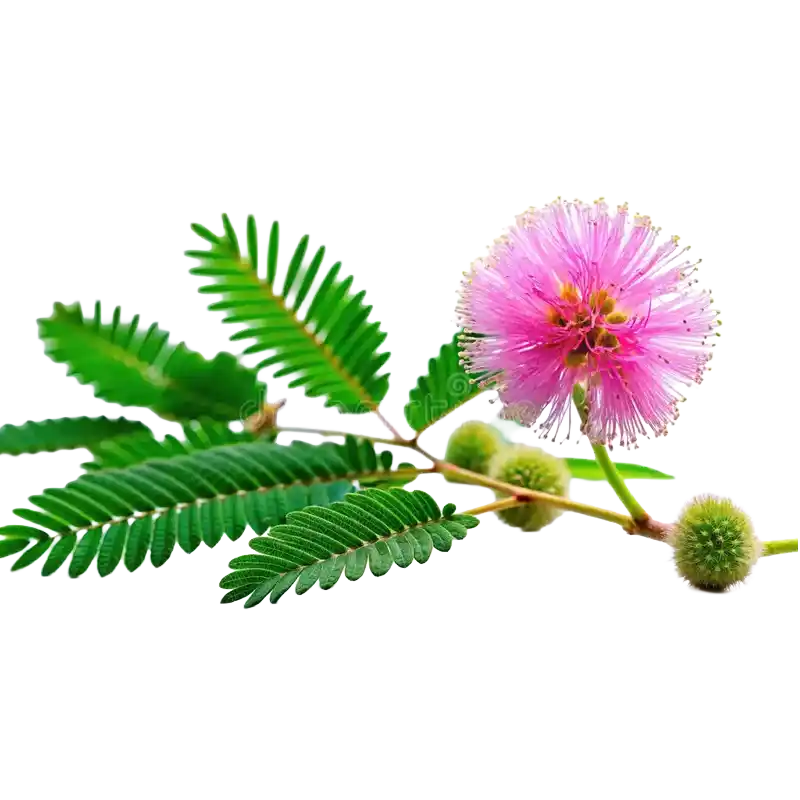 Sensitive Plant (Lajjalu)