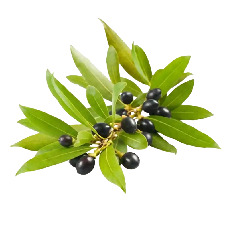 Sage-leaved Alangium (Ankol)