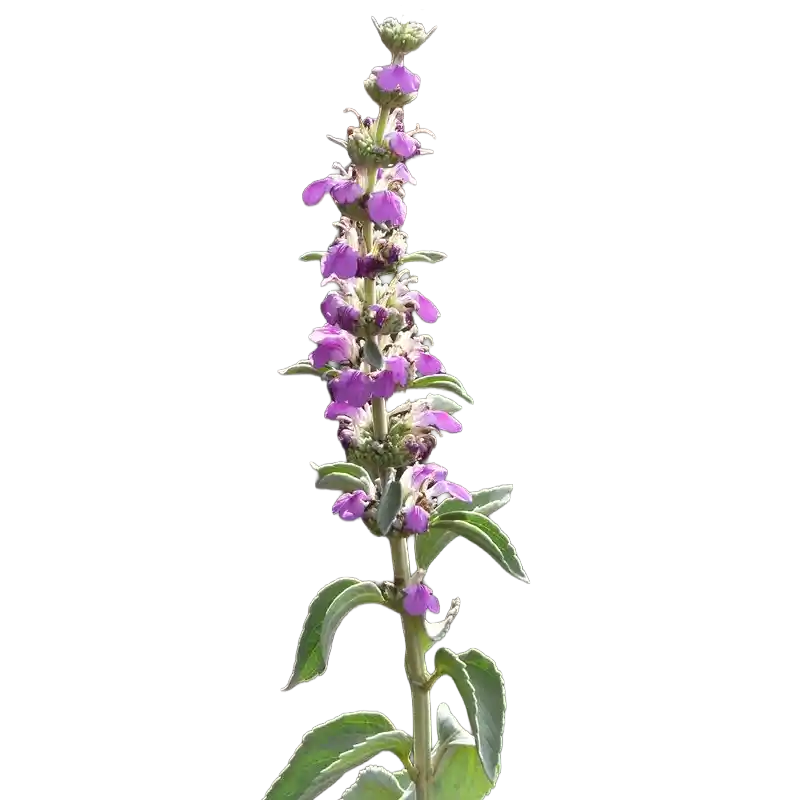 Malabar Catmint
