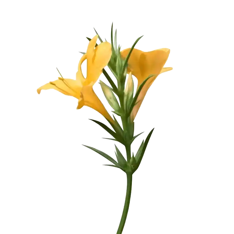 Porcupine Flower (Vajradanti)