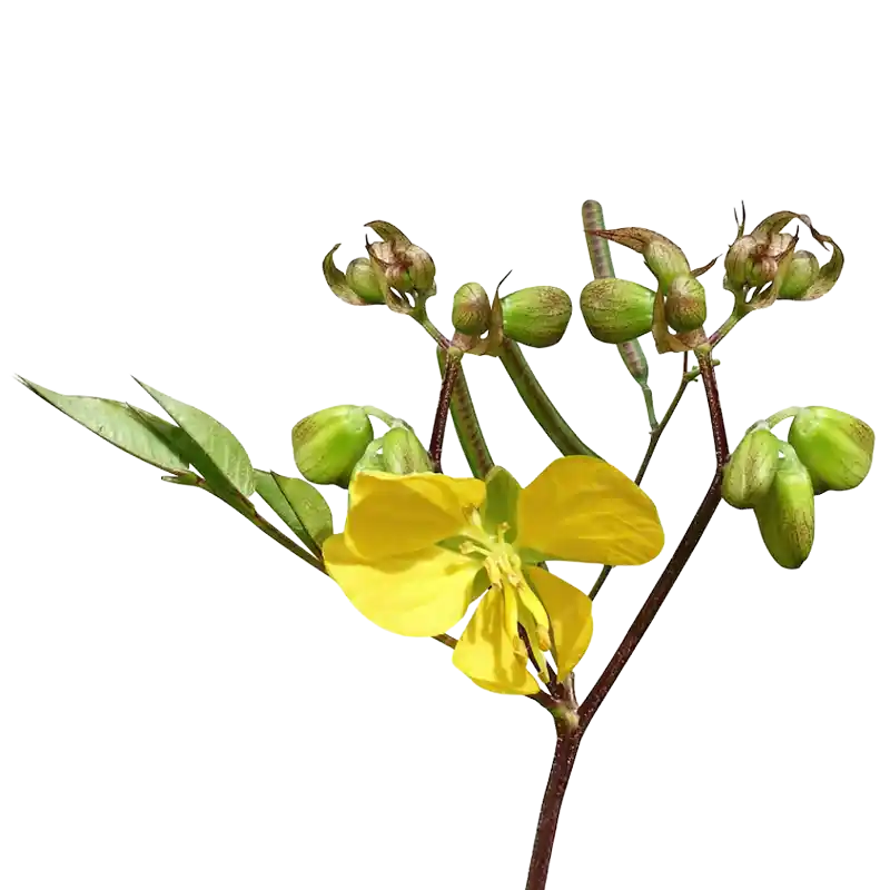 Coffee Senna (Kasamarda)