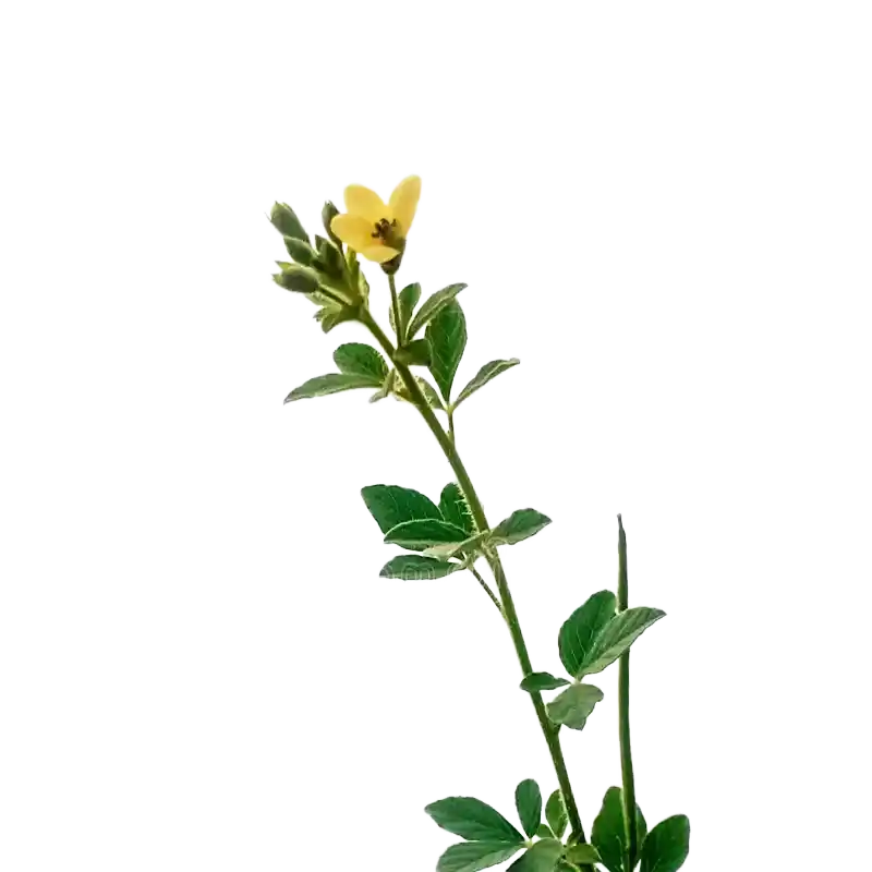 Wild Mustard (Tilparni)