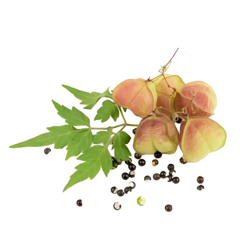 Balloon Vine (Karnasphota)