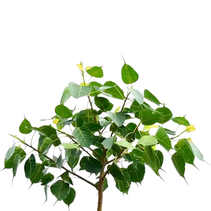 Sacred Fig (Peepal / Ashwattha)