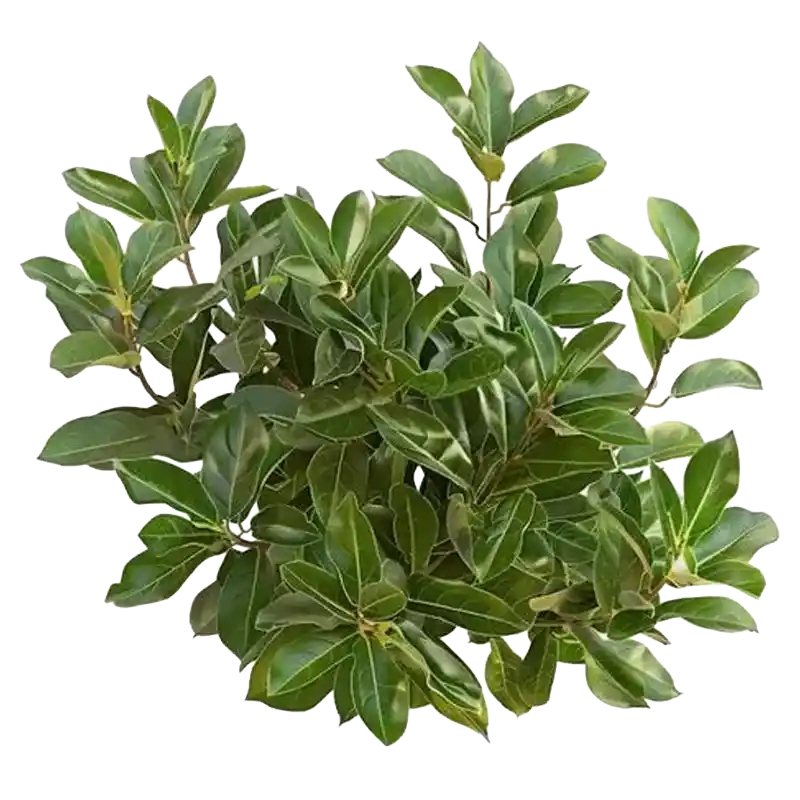 Black Creeper (Krishna Sariva)
