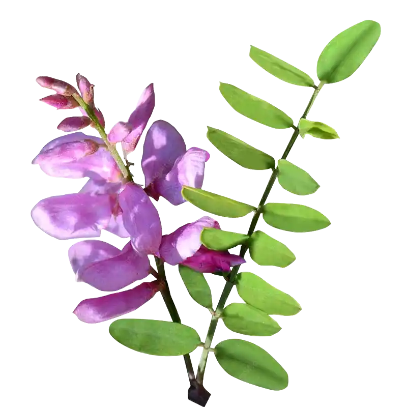 True Indigo (Neeli)
