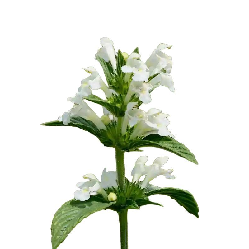 Thumbe (Dronapushpi)