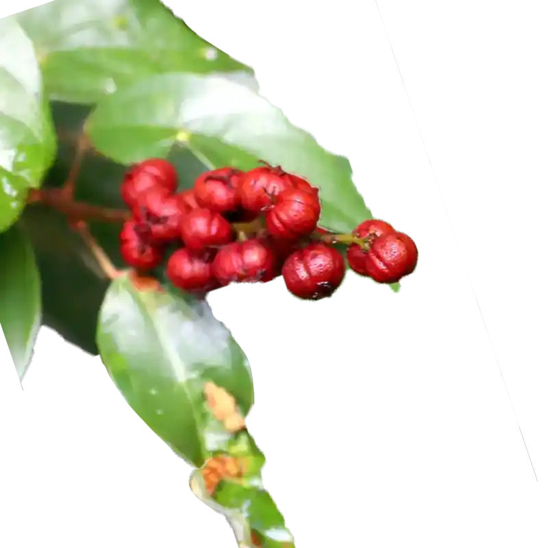 Kamala Tree (Kampillaka)