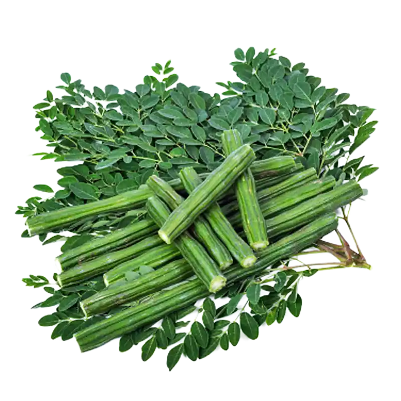 Konkan Moringa (Moringa sp.)