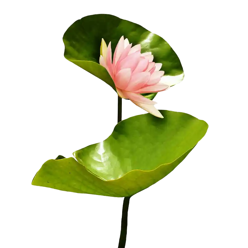 Sacred Lotus (Kamala / Padma)
