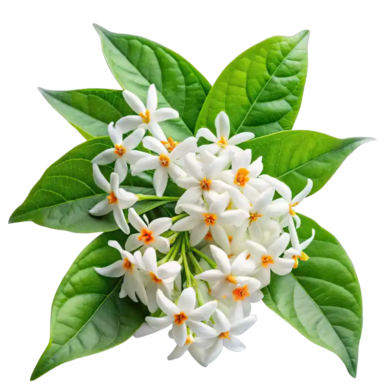 Night Jasmine (Parijata)