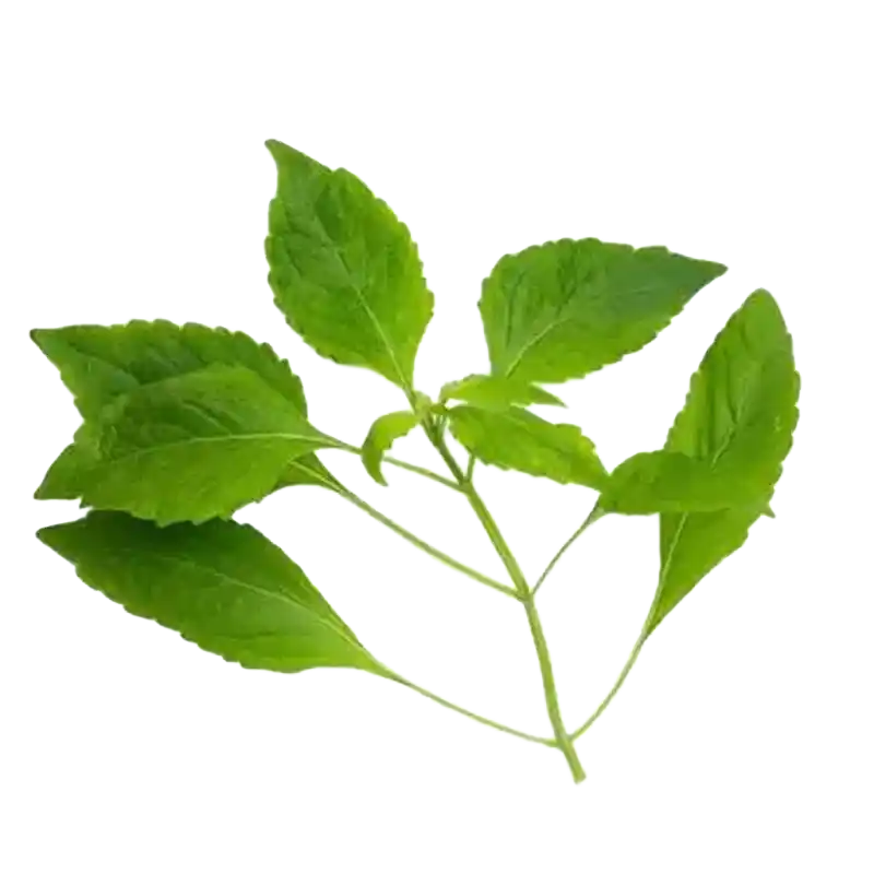 Clove Basil (Ram Tulsi)