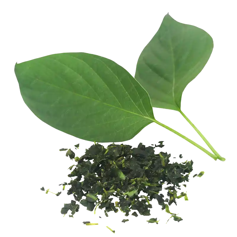 Skunk Vine (Prasarini)