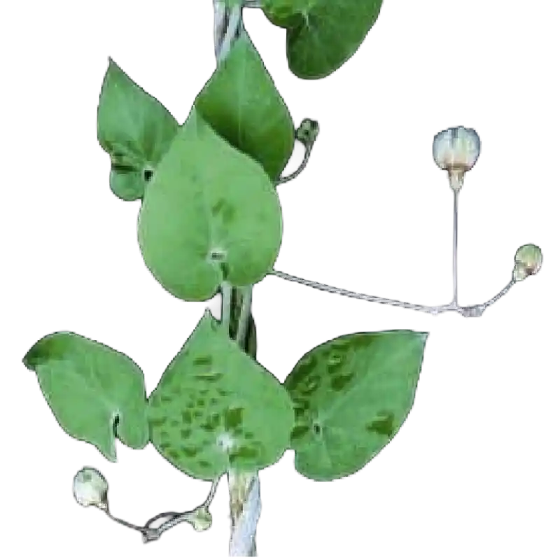 Trellis Vine (Uttamarani)