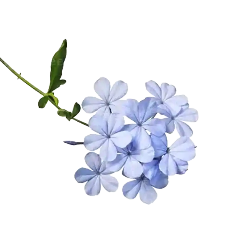Rosy Leadwort (Rakta Chitraka)