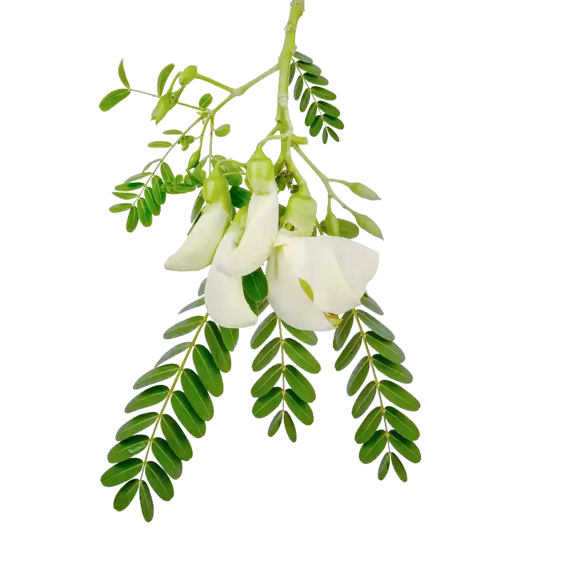 Agati (Hummingbird Tree)