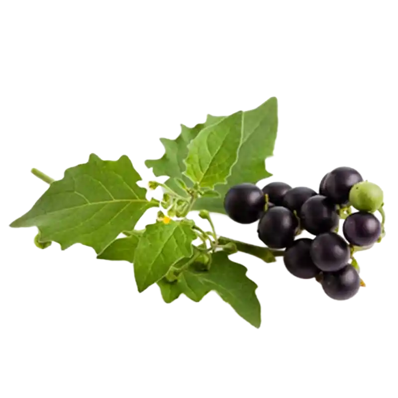 Black Nightshade (Makoy)