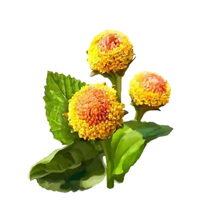 Toothache Plant (Akarkara sp.)