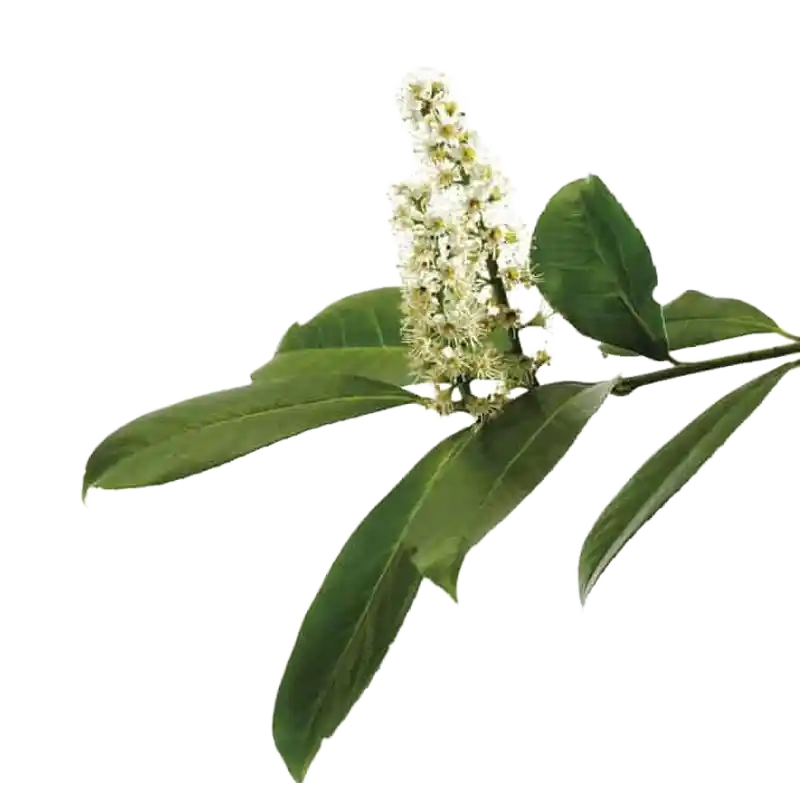 Flowering Murdah (Asana sp.)