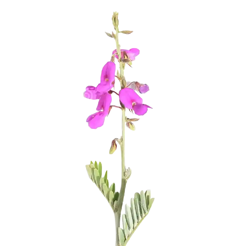 Wild Indigo (Sharpunkha)