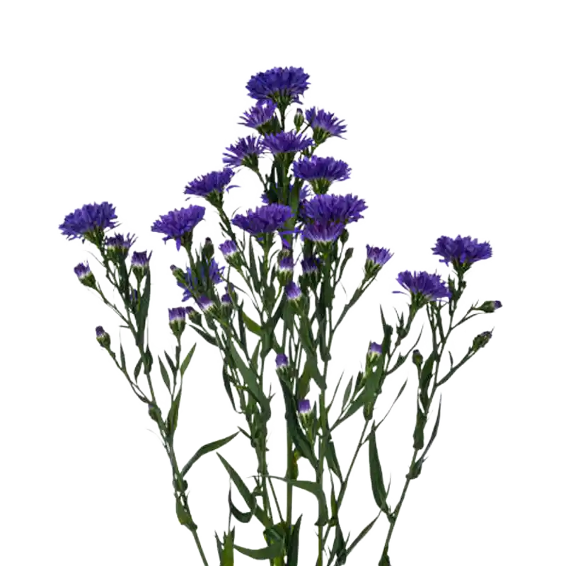 Purple Fleabane (Vavding sp.)
