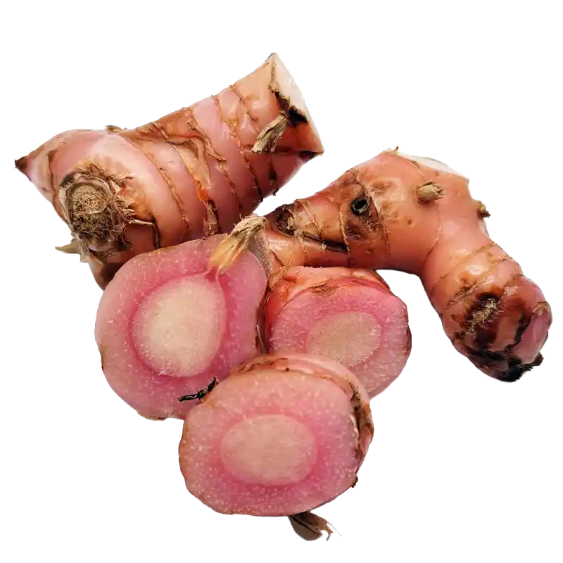 Snap Ginger (Rasna sp.)