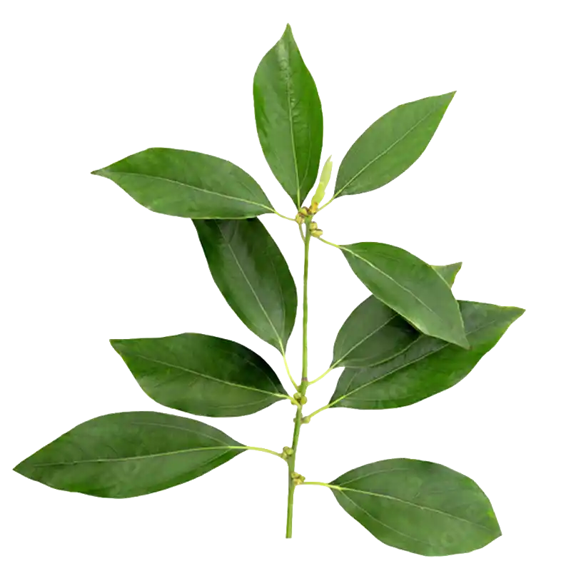Camphor Tree (Karpura)