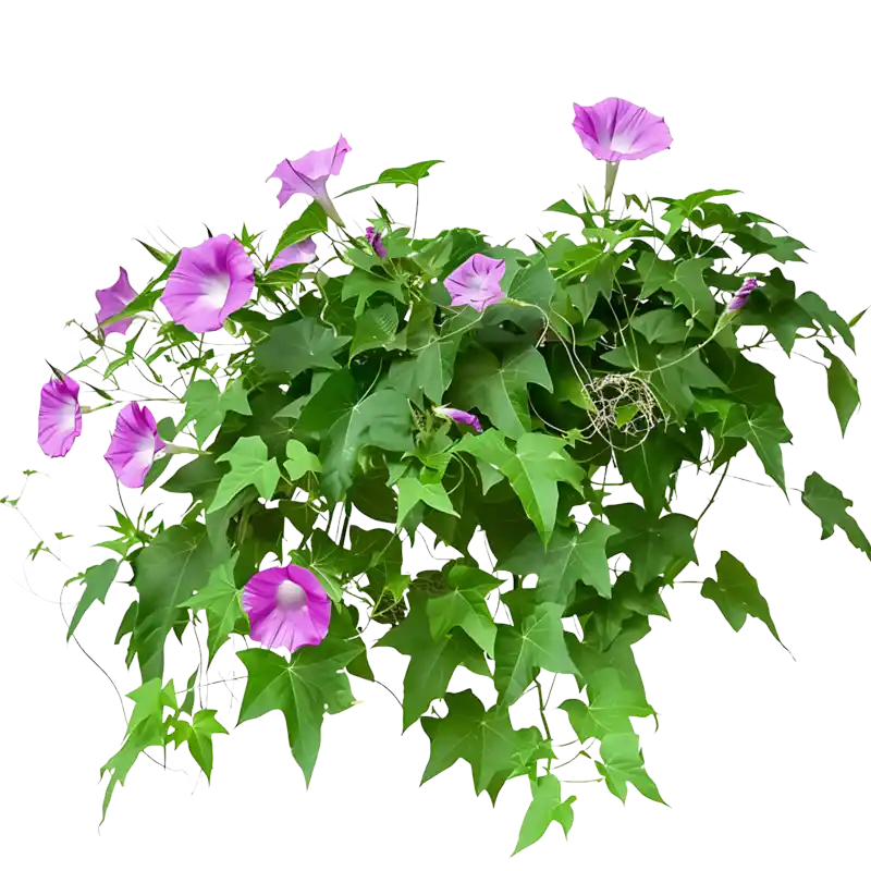 Fence Morning Glory (Lakshmana)