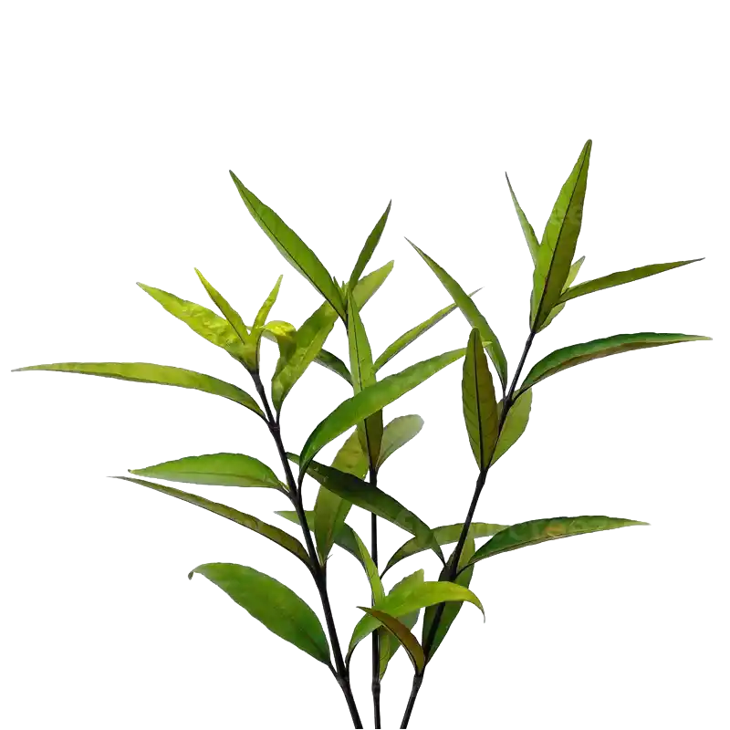 Willow-leaved Justicia (Gendarussa)