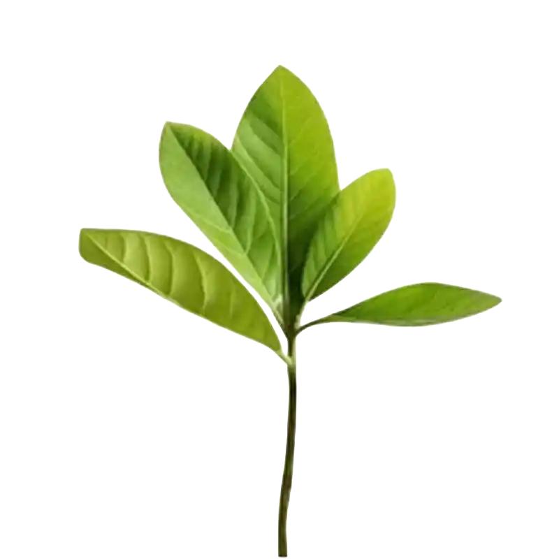 Indian Laurel (Maida-lakri)
