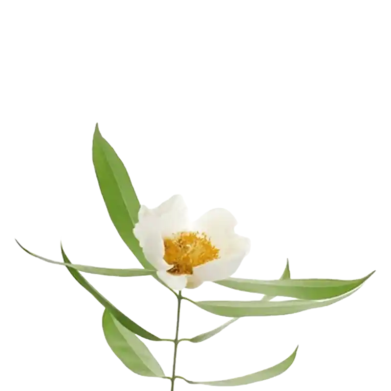 Ceylon Ironwood (Nagakesara)