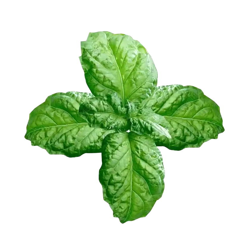 Camphor Basil