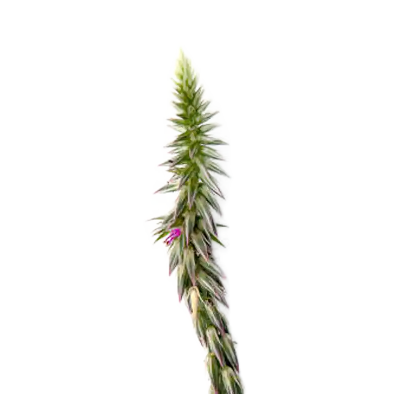 Two-toothed Achyranthes (Niuxi)