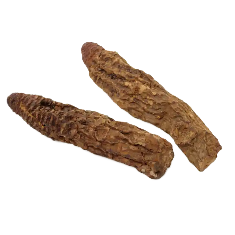 Cynomorium (Suoyang)